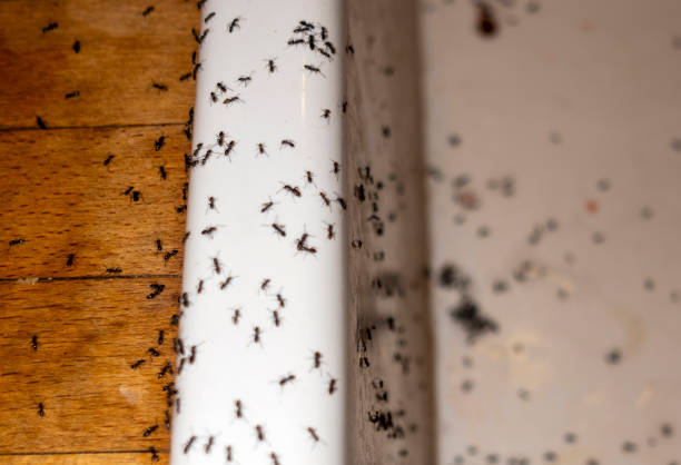 Reliable Leechburg, PA Pest Control Solutions