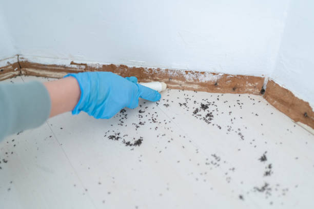 Best Cockroach Control Services  in Leechburg, PA
